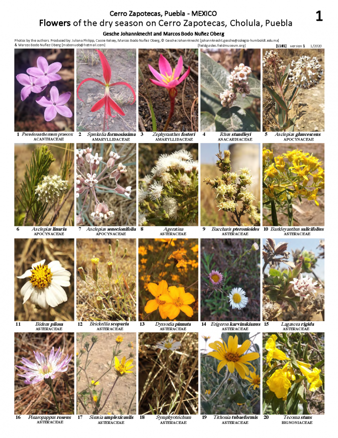 1181_mexico_flowers_of_cerro_zapotecas.pdf