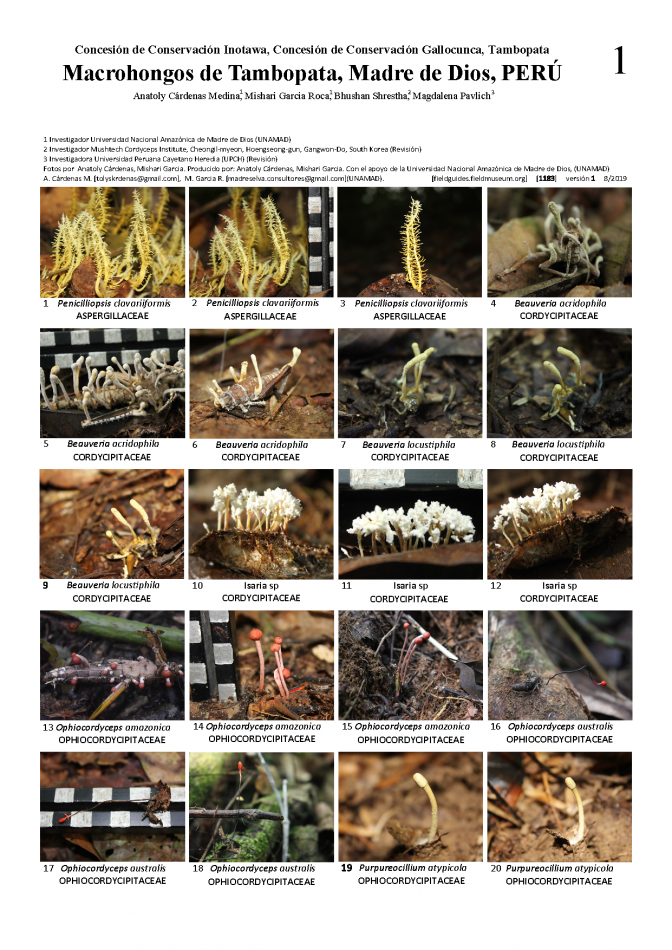 1183_peru_macrofungi_of_tambopata.pdf 