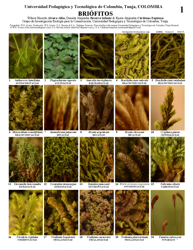 1194_colombia_bryophytes_of_tunja.pdf 