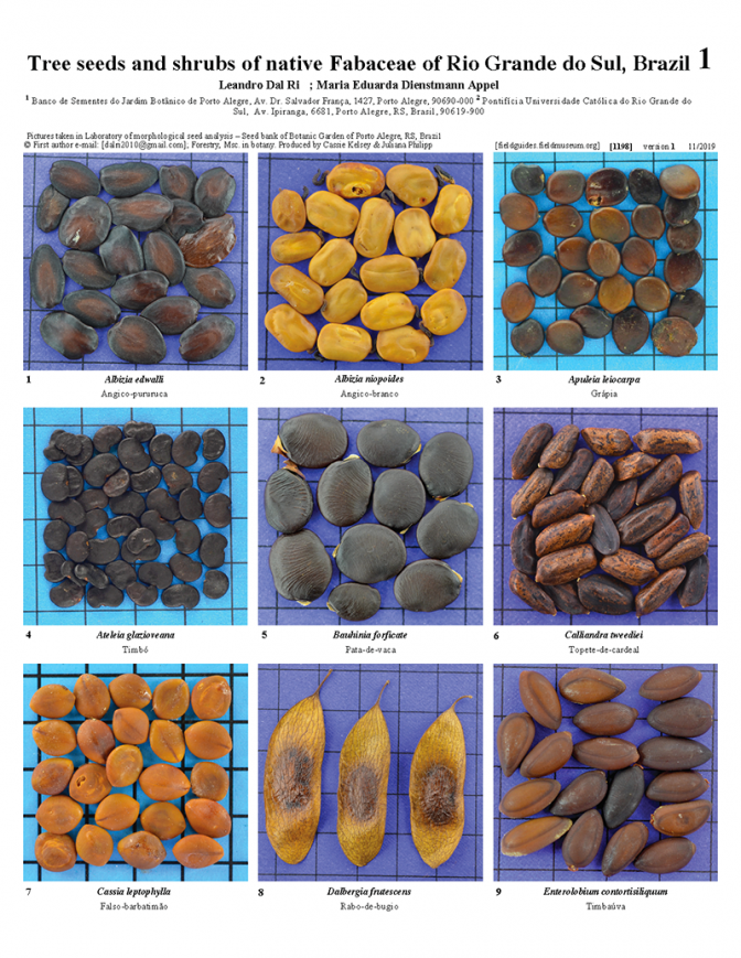 1198_brazil_trees_seeds_and_shrubs_of_native_fabaceae.pdf