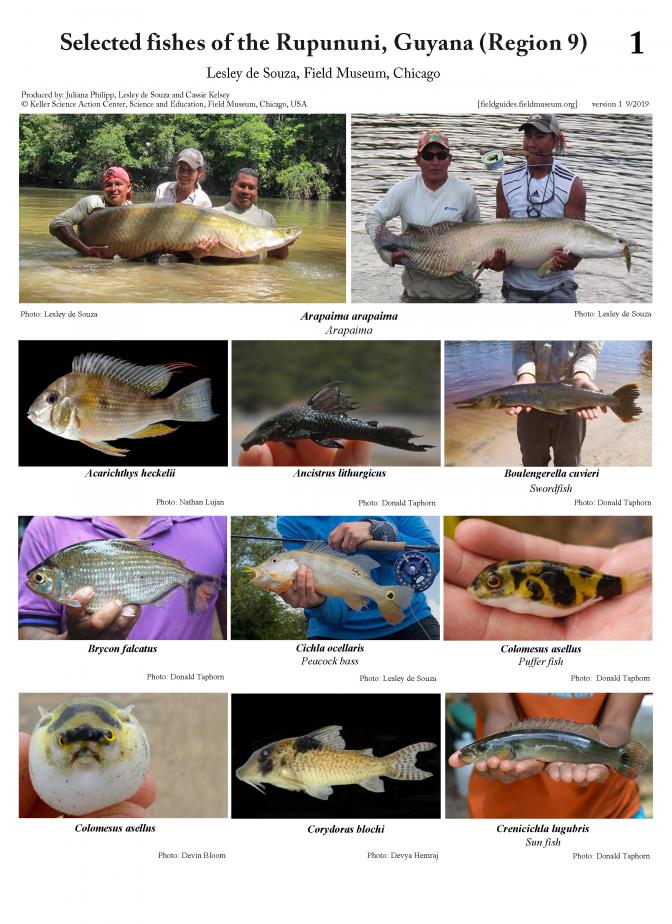 1202_guyana_selected_fishes_of_the_rupununi.pdf