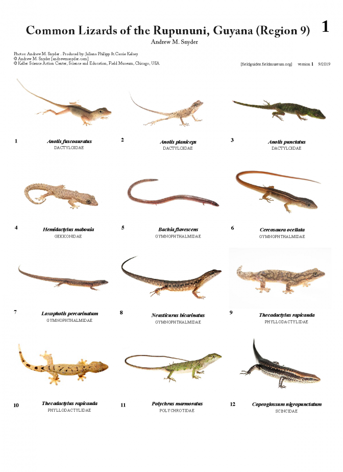 1205_guyana_lizards_of_rupununi.pdf 