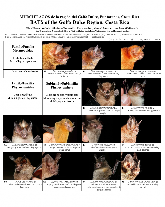 1209_costa_rica_bats_of_the_golfo_dulce_region.pdf