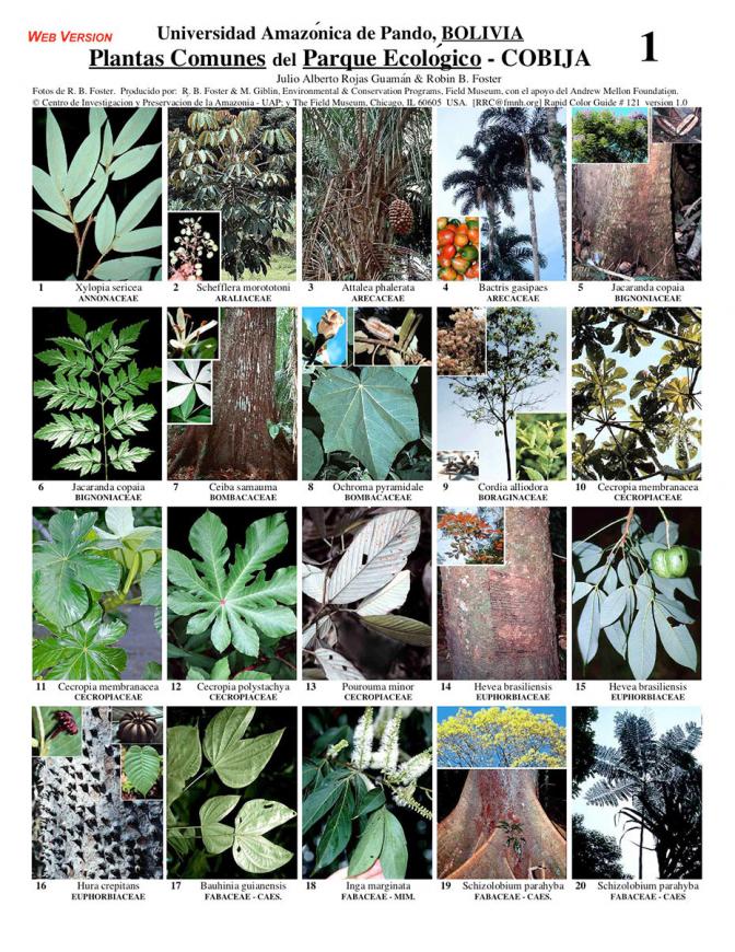 Pando -- Cobija-Ecological Park Common Plants