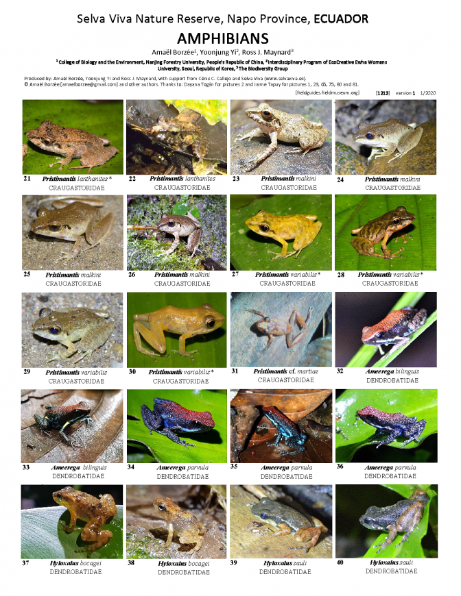 1213_ecuador_amphibians_of_selva_viva_reserve.pdf 