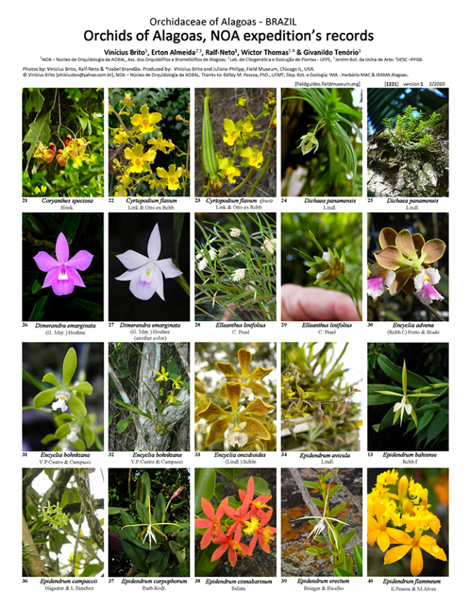 1221_brazil_orchidacea_of_alagoas_noa_.pdf