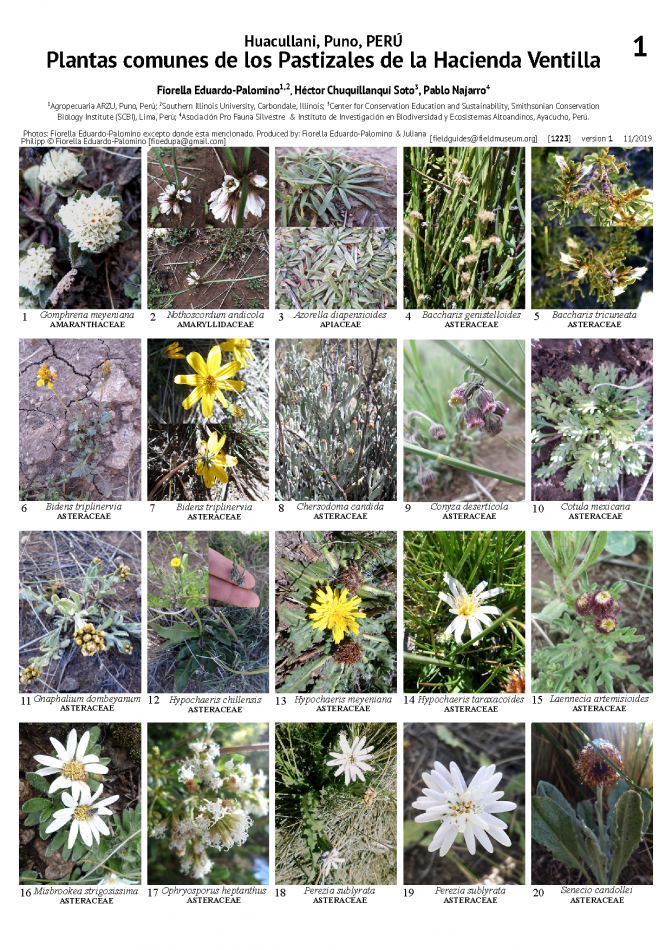 1223_peru_common_plants_of_hacienda_ventilla.pdf 