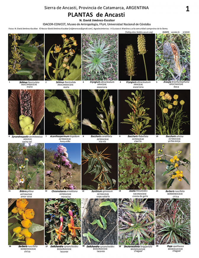 1227_argentina_plants_of_sierra_ancasti.pdf 