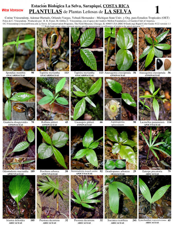 Heredia -- Sarapiquí, Seedlings of Woody Plants of La Selva