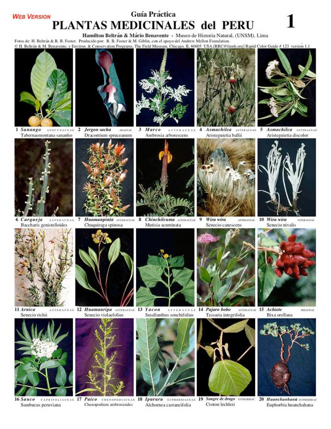 Medicinal Plants of Peru