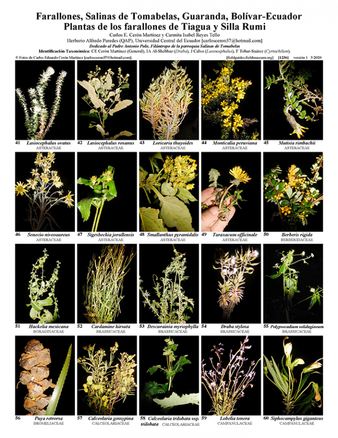 1236_ecuador_plants_of_tiagua_silla_rumi.pdf 