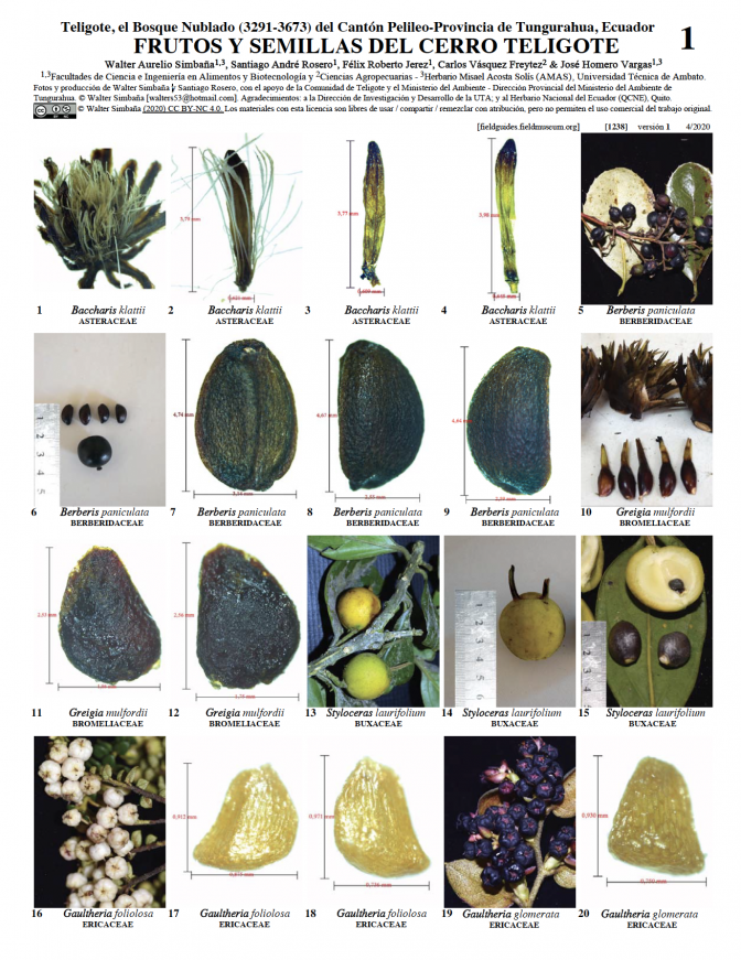  1238_ecuador_frutos_y_semillas_del_cerro_teligote.pdf 