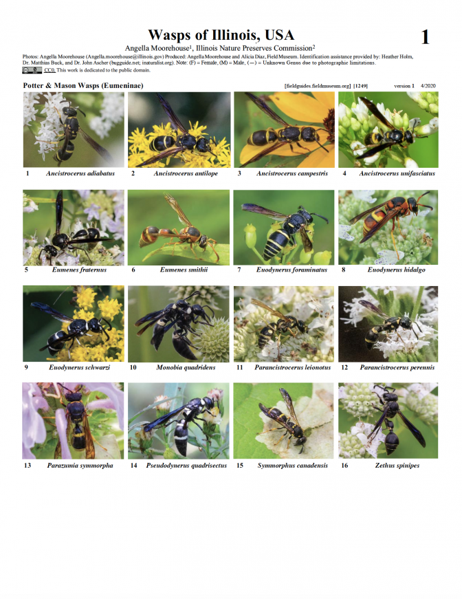 1249_usa_wasps_of_illinois.pdf