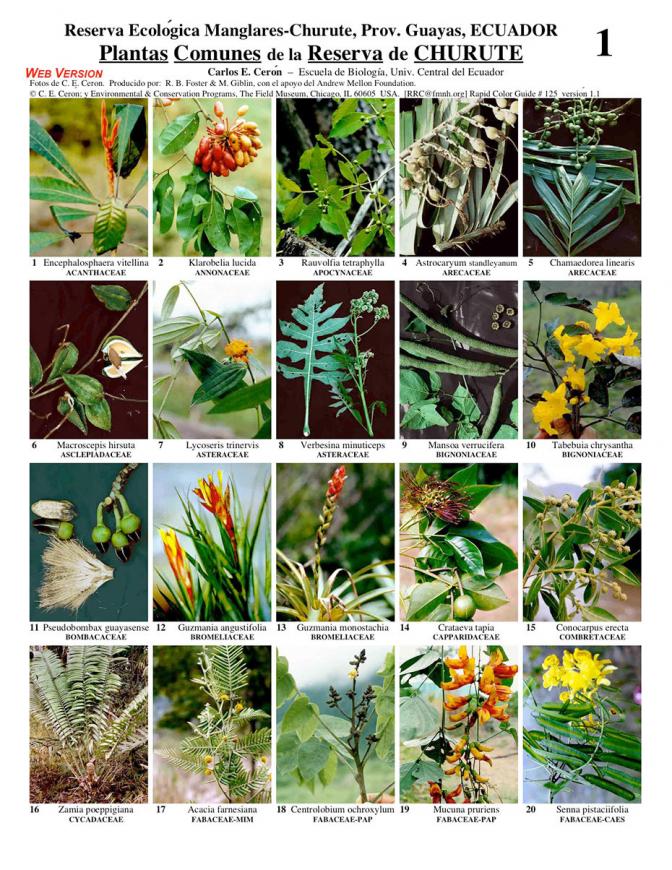 Guayas -- Common Plants of the Churute Mangroves