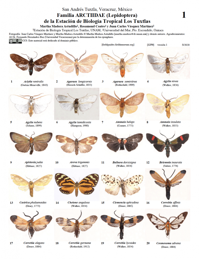 1250_arctiidae_estacion_los_tuxtlas_mexico.pdf 