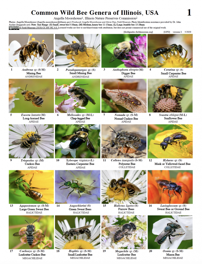 1252_usa_il_wild_bee_genera.pdf