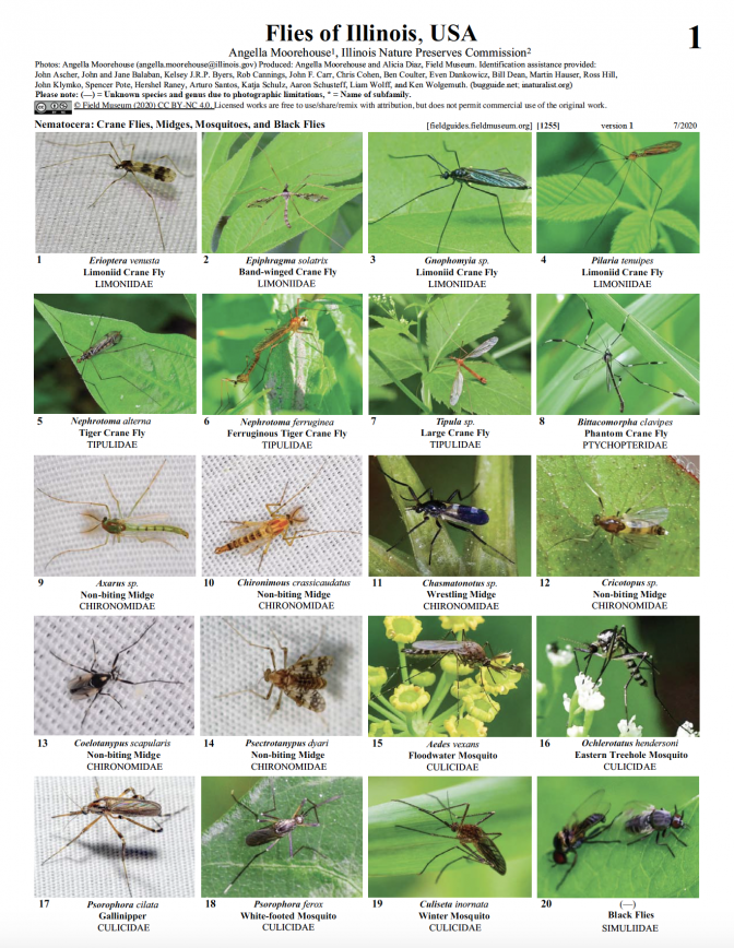 1255_flies_of_illinois.pdf 