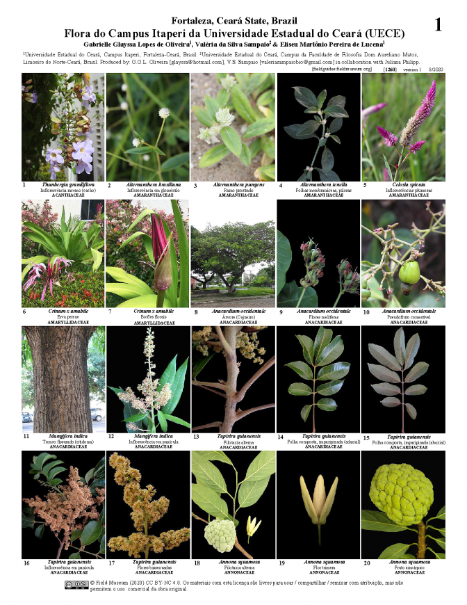 1260_brazil_flora_of_itaperi_university_campus.pdf 