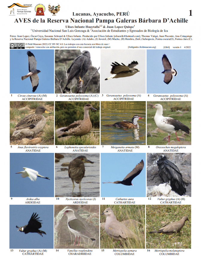 1261_peru_aves_reservanacional_pampagaleras_barbaradachille.pdf