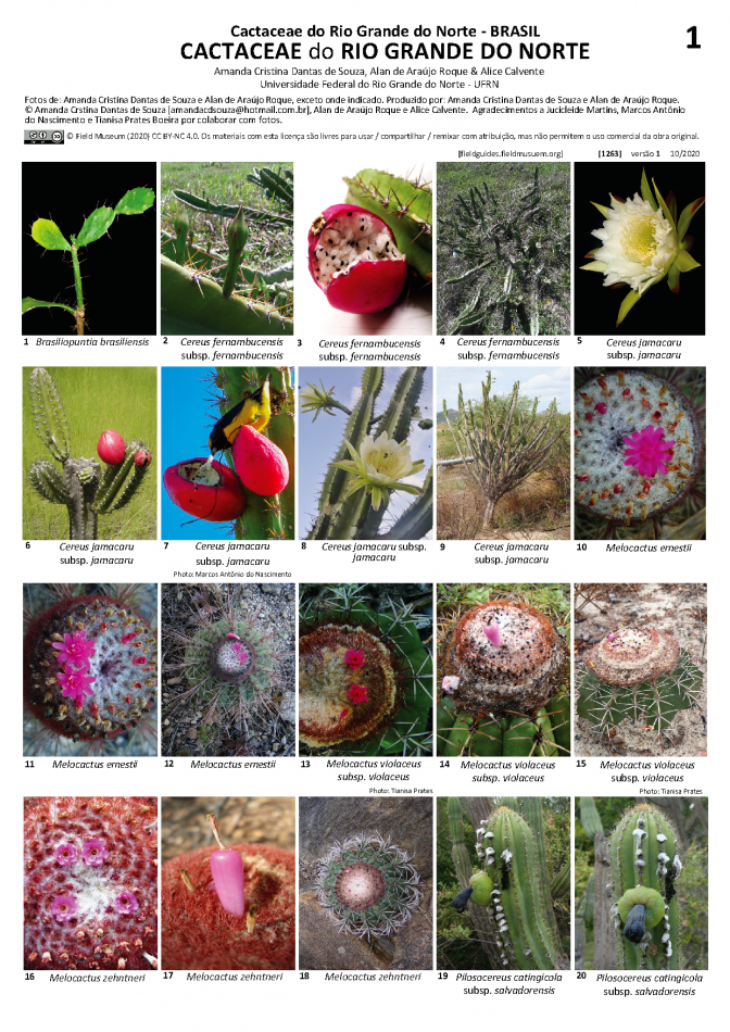 1263_brazil_cactaceae_of_rio_grande_do_norte.pdf 