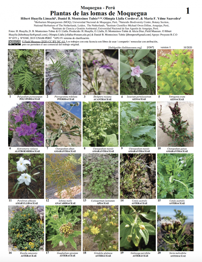 1267_peru_plantas_de_las_lomas_de_moquegua.pdf