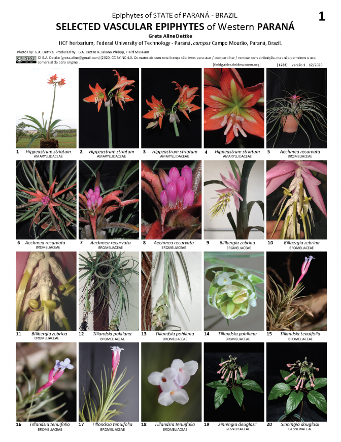 1283_brazil_selected_epiphytes_of_parana.pdf 