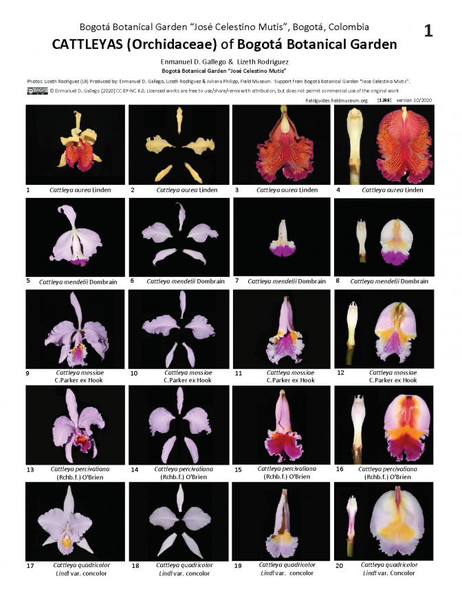 1288_colombia_cattleyas_of_bogota_botanical_garden.pdf 