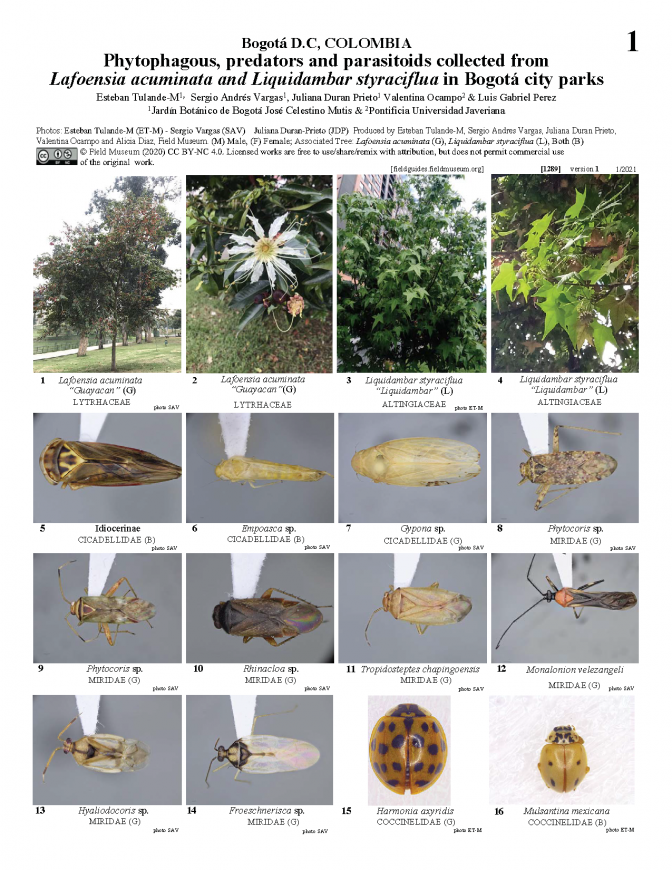 1289_colombia_insects_on_lafoensia_acuminata_liquidambar_styraciflua.pdf