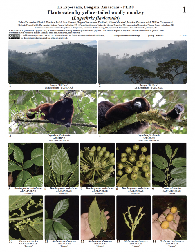 1290_peru_plants_eaten_yellowtailed_wollymonkey.pdf