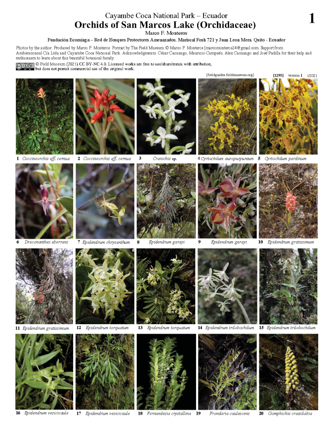 1295_ecuador_orchids_of_san_marcos_lake.pdf 
