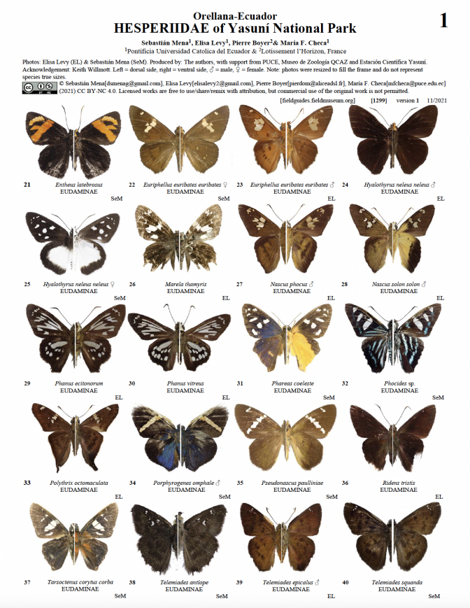 1299_ecuador_hesperiidae_yasuninationalpark.pdf 