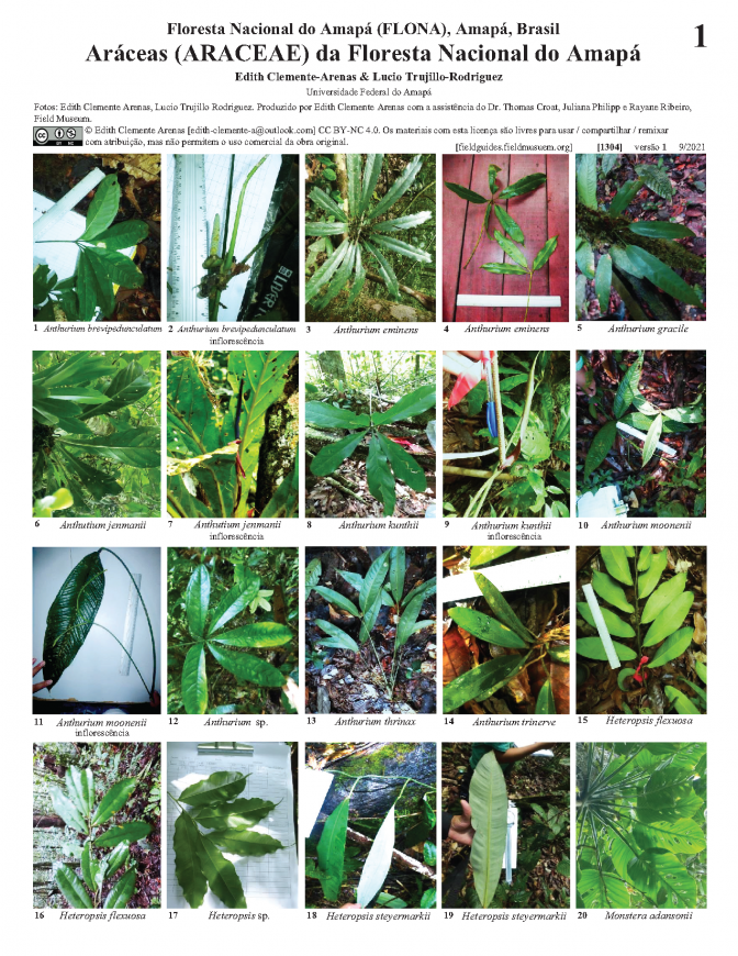 1304_brasil_araceas_da_floresta_nacional_do_amapa_pt.pdf 