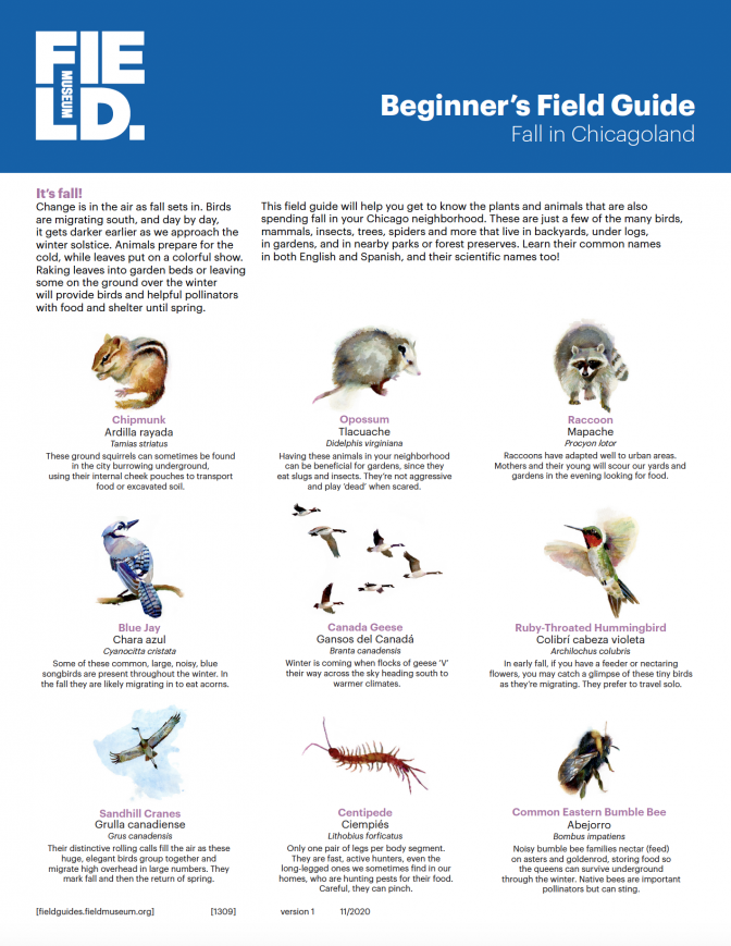 1309_en_chicago_beginners_fall.pdf 