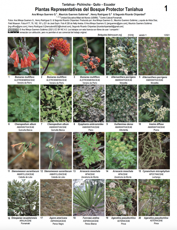 1313_ecuador_plantas_representativas_bosque_tanlahua.pdf