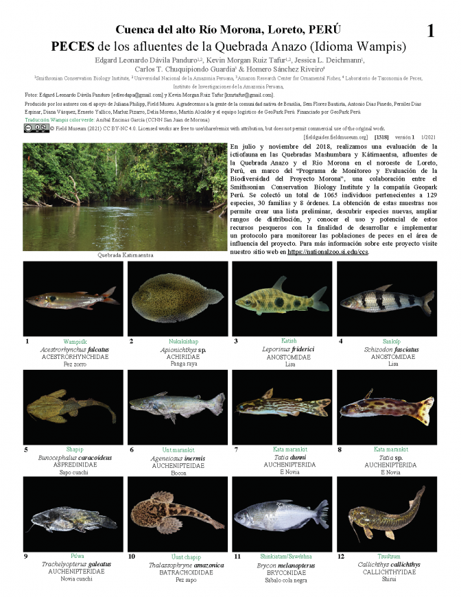 1318_peru_fishes_of_quebrada_anazo_wampis.pdf 