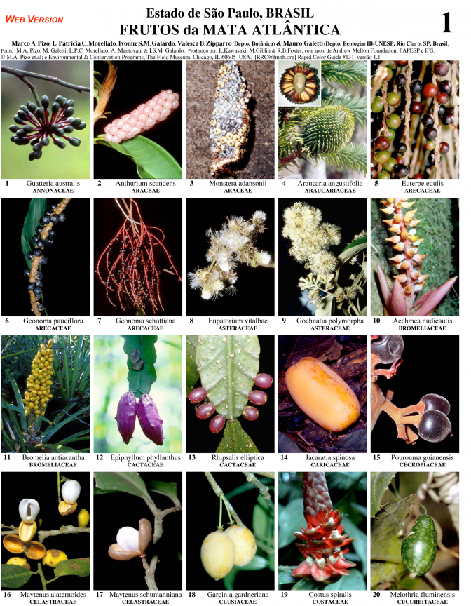 São Paulo -- Fruits of the Atlantic Forest