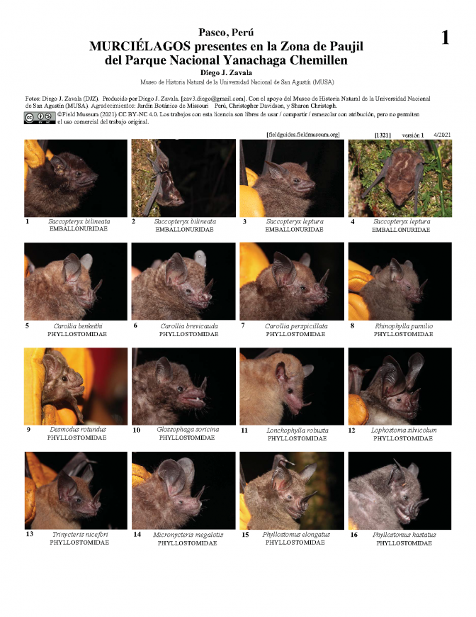  1321_peru_bats_of_yanachaga_chemillen_park.pdf