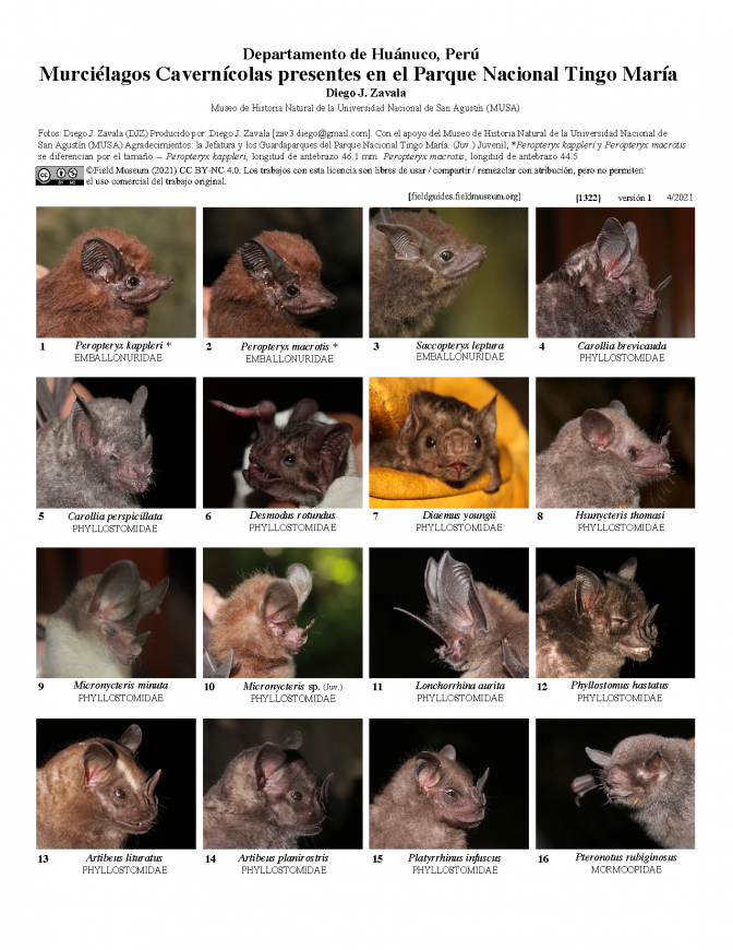 1322_peru_bats_of_tingo_maria_park.pdf 