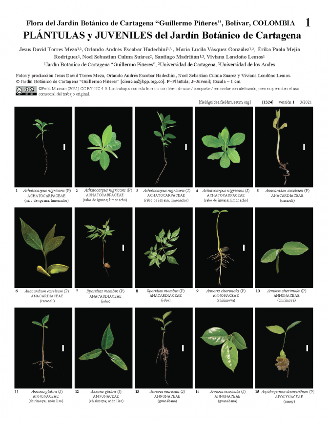 1324_colombia_plantulas_juveniles_of_cartagenabg.pdf