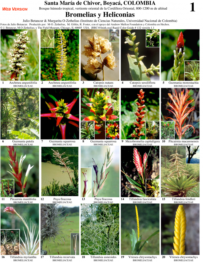 Boyacá -- Santa María de Chivor Bromeliads and Heliconias