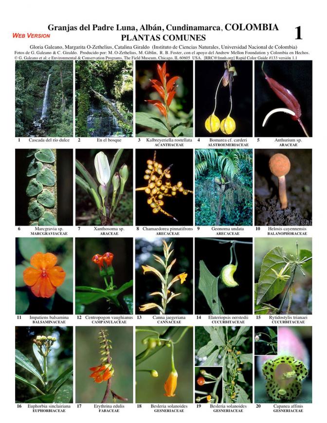 Cundinamarca -- Albán, Granjas del Padre Luna Common Plants