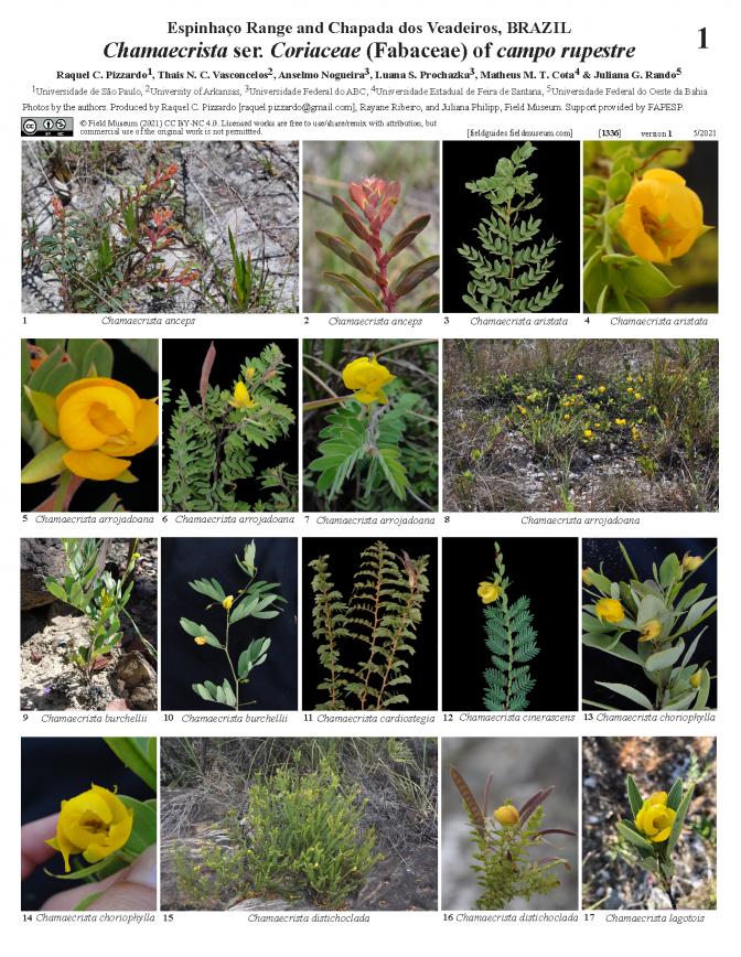  1336_brazil_chamaecrista_ser._coriaceae_of_campo_rupestre.pdf 