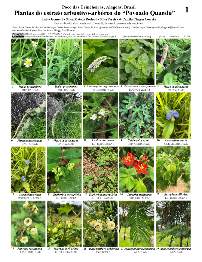 1337_brazil_plantas_of_povoado_quandu.pdf