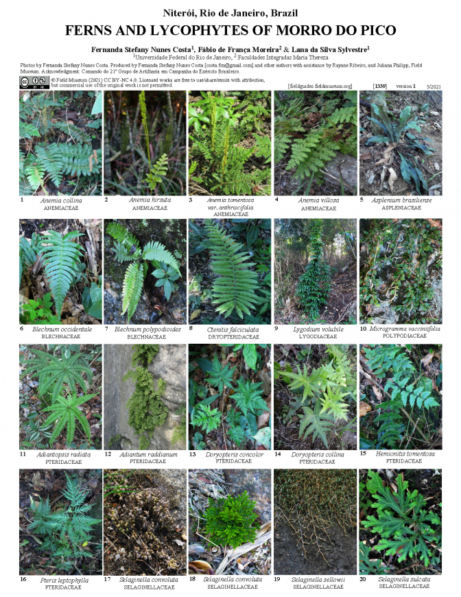 1339_brazil_ferns_lycophytes_of_morro_do_pico.pdf 