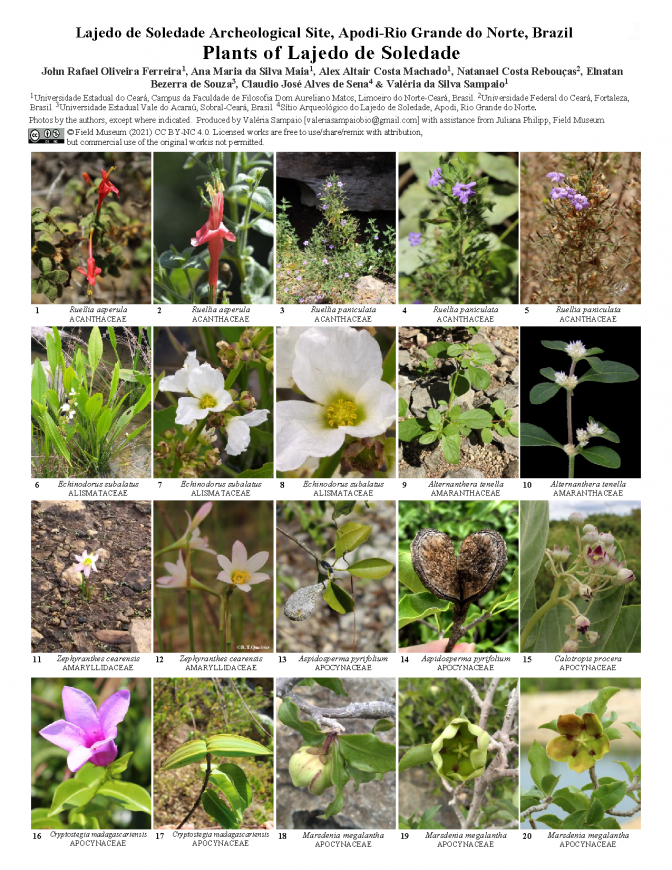1344_brazil_plants_of_lajedo_de_soledad_english.pdf