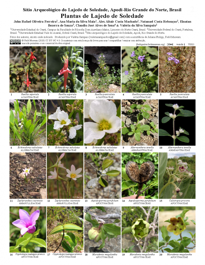 1344_plantas_de_lajedo_de_soledade_portuguese.pdf 
