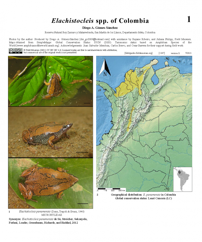 1347_colombia_elachistocleis.pdf