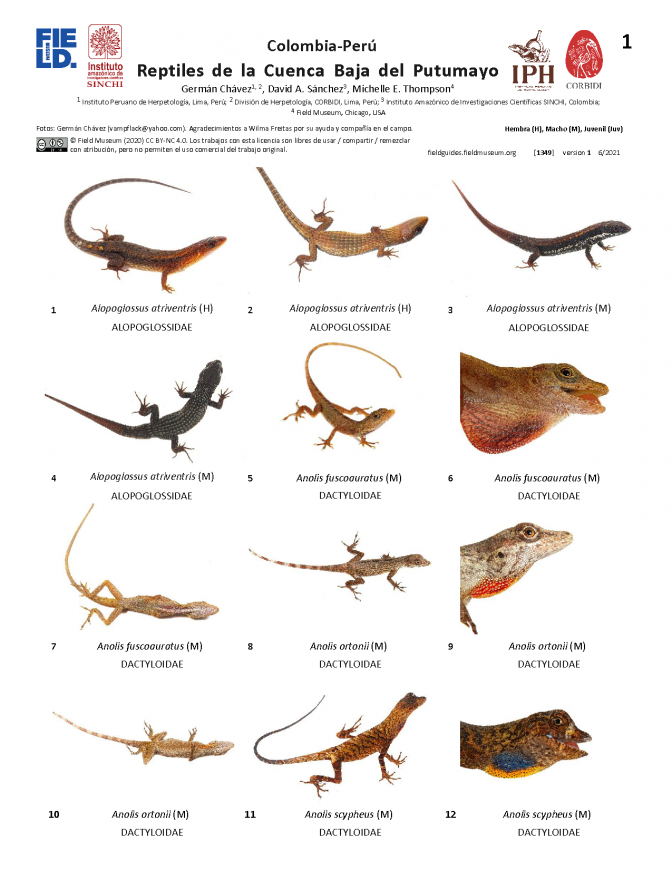 1349_colombia_peru_reptiles_of_the_lower_putumayo.pdf 