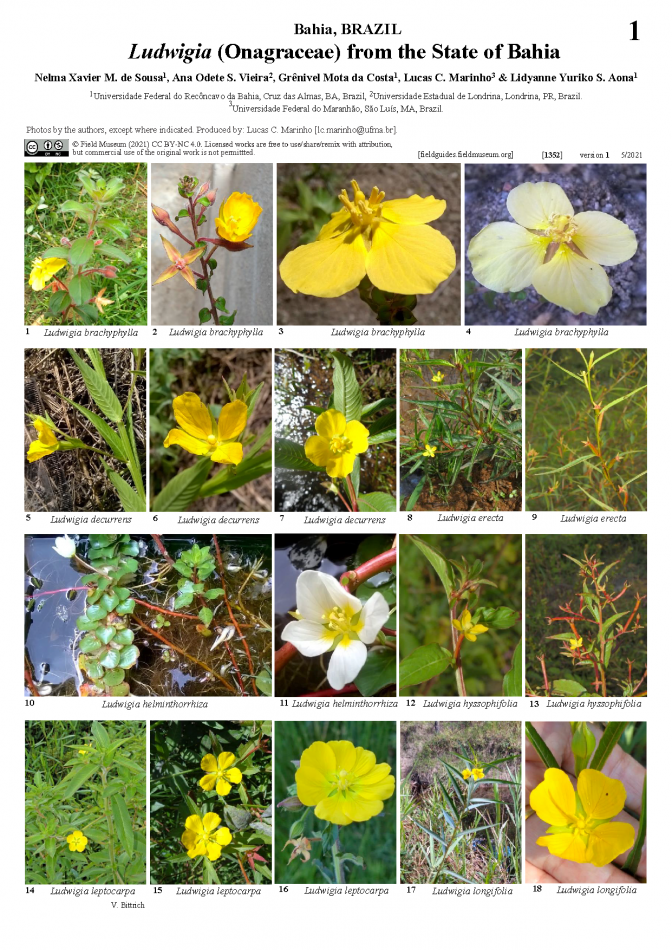 1352_brazil_ludwigia_onagraceae_from_bahia_state.pdf 