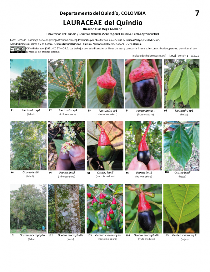 1357_colombia_lauraceae_del_quindio.pdf 